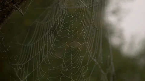 Spiderweb with dew Stock Footage 94562117