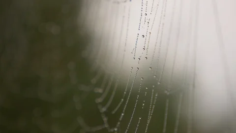 Spiderweb with dew Stock Footage 94562185