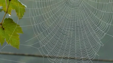 Spiderweb with dew Stock Footage 120136998