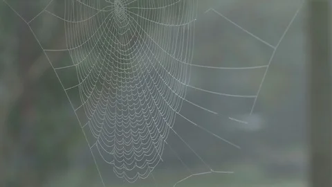 Spiderweb with dew Vídeo Stock 120240106
