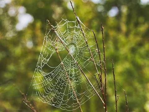 Spiderweb with dew Foto stock