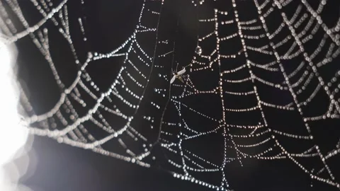 Spiderweb with drops of dew closeup,, Slow Motion Stock Footage 131102799