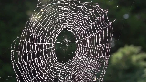 Spiderweb with drops of dew Vídeo Stock 99554820