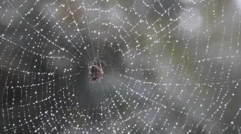 Spiderweb with Drops of Rain Swaying in a Soft Breeze Stock Footage 42282675