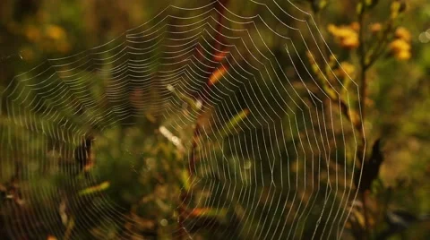 Spiderweb emerges from the blur 库存影片 68026413