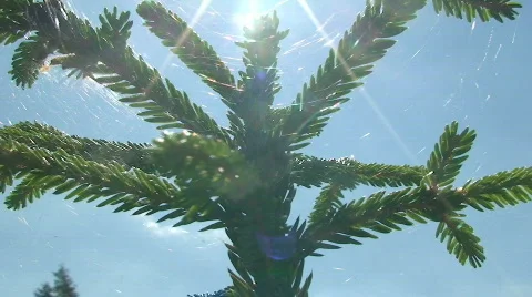 Spiderweb in fir Stock Footage 801947