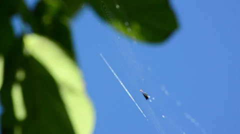 Spiderweb floating on the wind with blue sky background 스톡 동영상 36710122