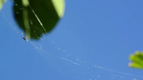 Spiderweb floating on the wind with blue sky and green background 스톡 동영상 36716571