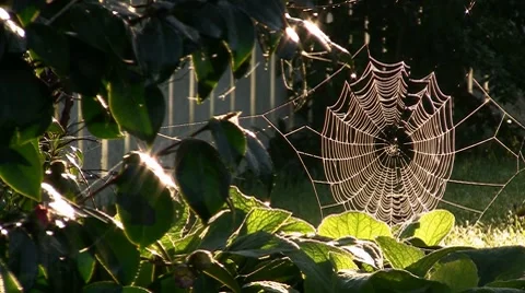 Spiderweb Video stock 7768015