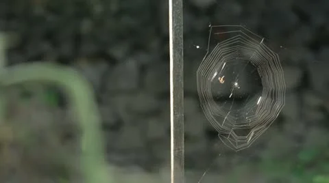 Spiderweb Stock Footage 21454914