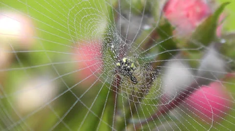 Spiderweb Stock Footage