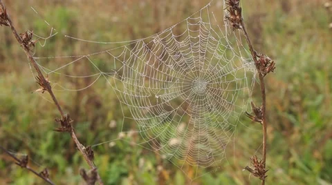 Spiderweb Stock Footage 30280689