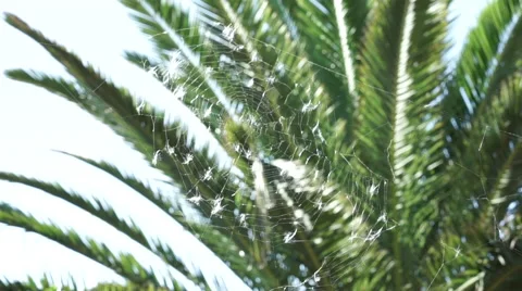 Spiderweb Видео 43808613