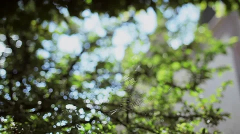 Spiderweb Stock Footage 56869513