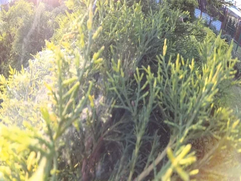 Spiderweb Stock Footage 75883932