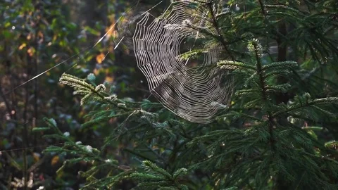 Spiderweb Stock Footage 81662350