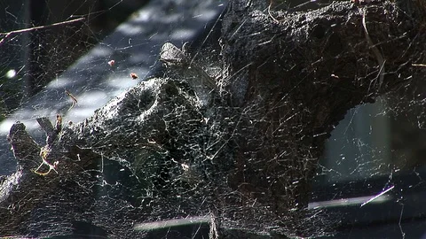 Spiderweb Video stock 89734546