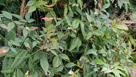 Spiderweb Stock Footage 118885621