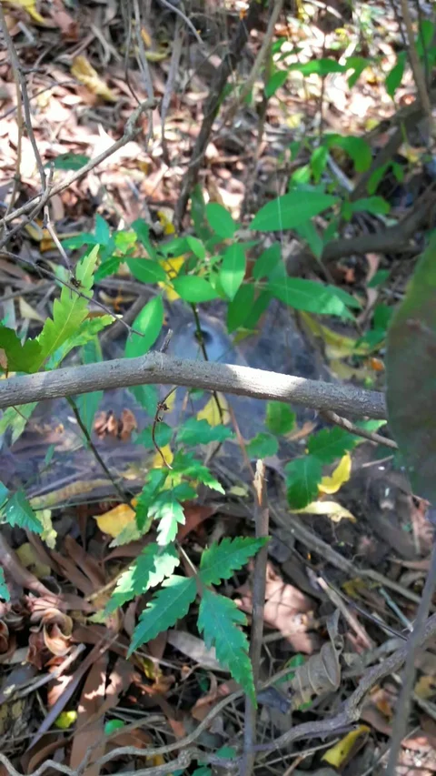 Spiderweb Stock Footage 127636111