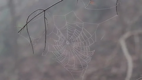 Spiderweb Video stock 148543501