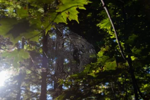 Spiderweb in a forest between trees Stock Photos