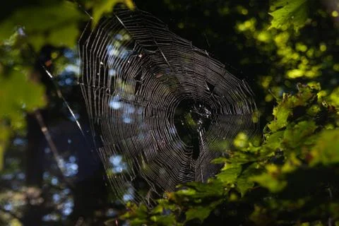 Spiderweb in a forest between trees Stock Photos