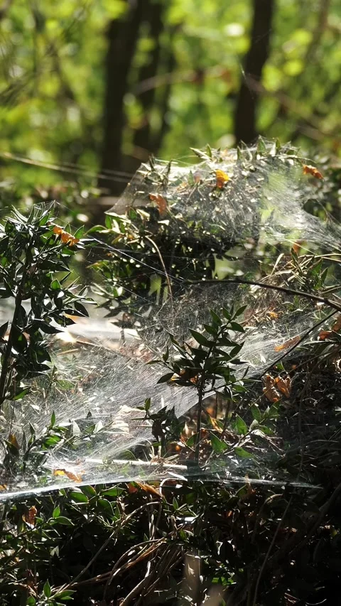 A spiderweb in the forest, close-up. In the soft light of the forest, it Stock Footage 316782237