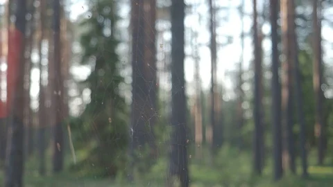 Spiderweb in the forest Stock Footage 113828007