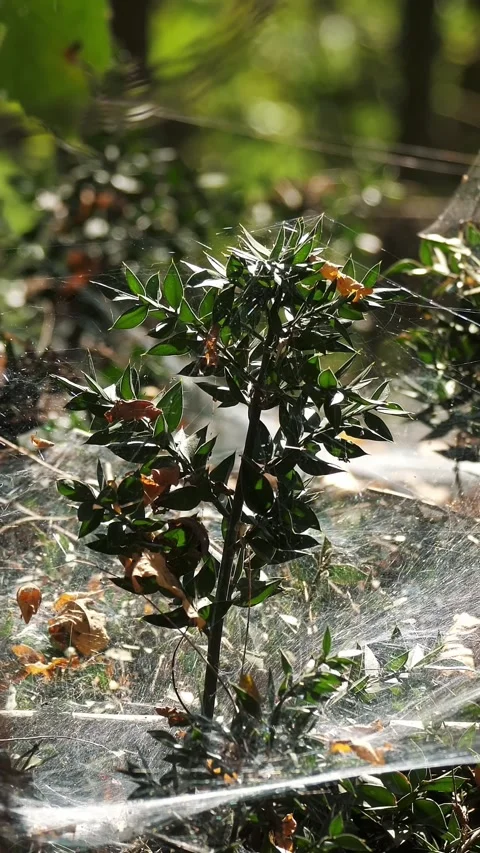 A spiderweb in the forest Video stock 316593179