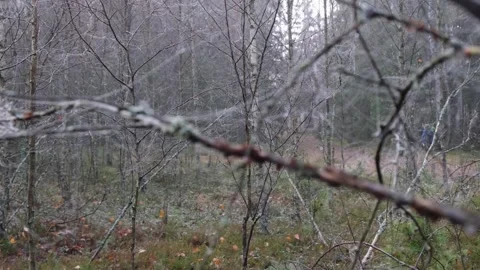 Spiderweb in forest Stock Footage 329542102