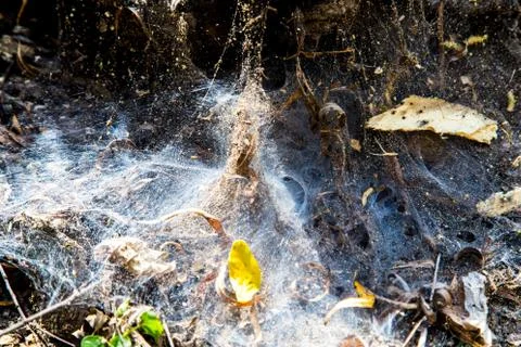 Spiderweb in forest Fotos Stock