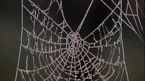 Spiderweb in the frost in wind Vidéo 76947072