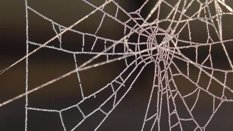 Spiderweb in the frost in wind Stock Footage 76949944