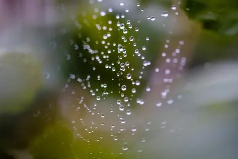 Spiderweb full of water dropplets after rain, blurred green leafy background Stock Photos