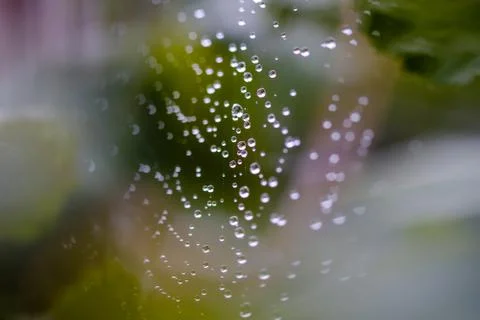 Spiderweb full of water dropplets after rain, blurred green leafy background Stock Photos