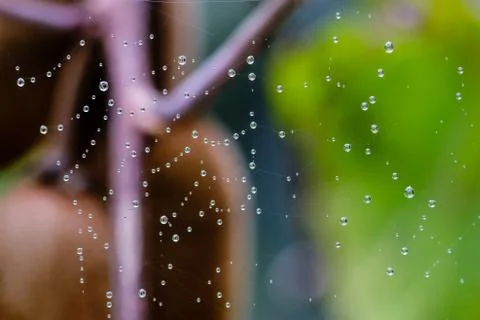 Spiderweb full of water dropplets after rain, blurred green leafy background Stock Photos