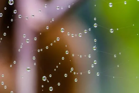 Spiderweb full of water dropplets after rain, blurred green leafy background Stock Photos