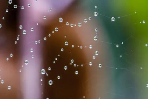 Spiderweb full of water dropplets after rain, blurred green leafy background Stock Photos