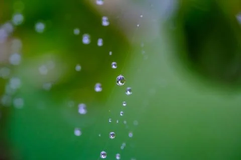Spiderweb full of water dropplets after rain, blurred green leafy background Stock Photos