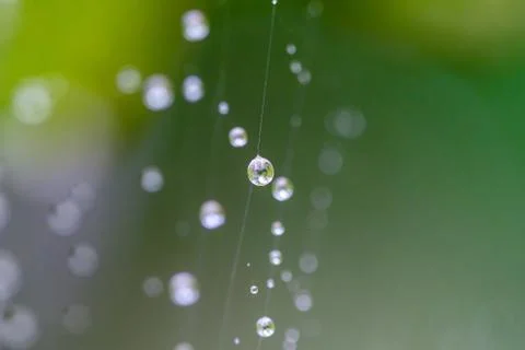 Spiderweb full of water dropplets after rain, blurred green leafy background Stock-Fotos