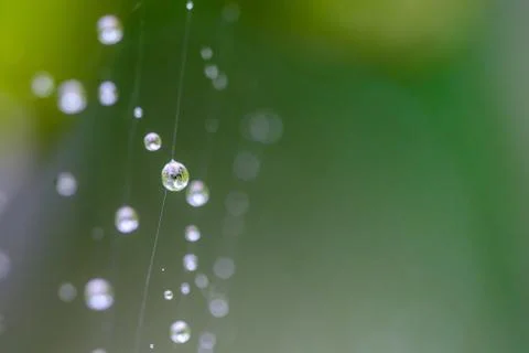 Spiderweb full of water dropplets after rain, blurred green leafy background Foto stock