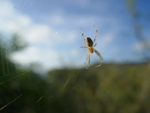 Spiderweb with Galapagos zig-zag spider hanging Stock Photos
