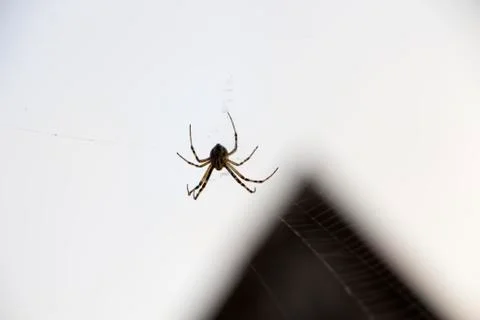 Spiderweb in garden Stock Photos