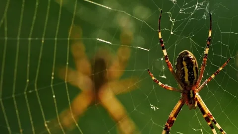 Spiderweb with garden spider, insect, and nature. Stock Footage 307264140