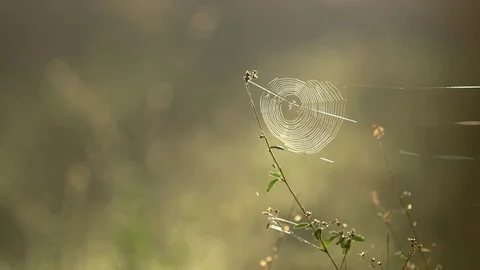 Spiderweb In Gentle Breeze Stock Footage 74685006