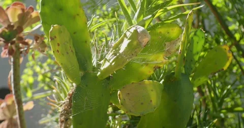 Spiderweb glistening on a prickly pear cactus in bright sunlight Vidéo 344030208