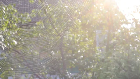 Spiderweb glowing in the sun on a background of green trees in the summer garden Stock Footage 111292565