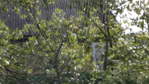 Spiderweb glowing in the sun on a background of green trees in the summer garden Stock Footage 111292613