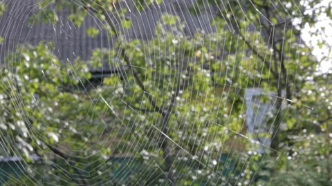 Spiderweb glowing in the sun on a background of green trees in the summer garden Stock Footage 111292673
