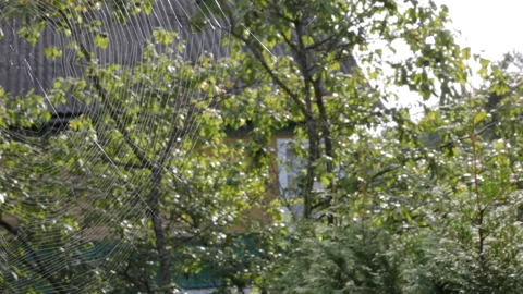 Spiderweb glowing in the sun on a background of green trees in the summer garden Stock Footage 111292793